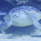 Frieda dreht ihre Runden: Die Grüne Meeresschildkröte im Meeresmuseum Stralsund