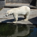 Rostock Zoo (2008)