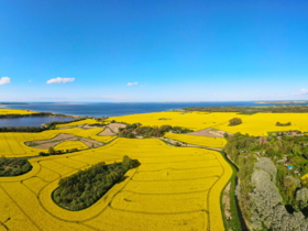 Panoramabild Rapsfelder im Mai 2021