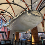 Walhai-Modell – Der sanfte Riese der Meere