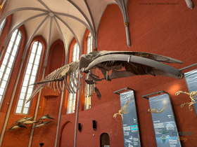 Finnwalskelett – Das Herzstück des Meeresmuseums Stralsund