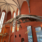 Finnwalskelett – Das Herzstück des Meeresmuseums Stralsund