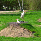 Vogelpark Marlow