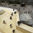 Pinguine im Zoo Eberswalde