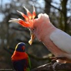 Vogelpark Marlow