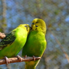 Vogelpark Marlow