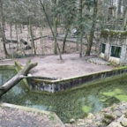 Wölfe im Zoo Eberswalde