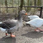 Frei laufende Gänse im Zoo Eberswalde