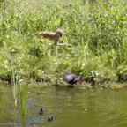 Rostock Zoo (2008)