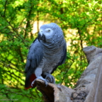 Vogelpark Marlow