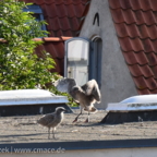 Erste Flugversuche auf Nistplatz 2