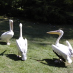 Rostock Zoo (2008)