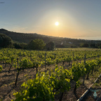 Sonnenuntergang über den Weinreben
