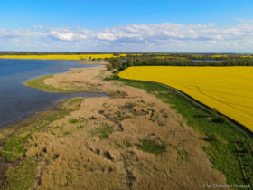 Rapsfelder im Mai 2021 / Übergang zum Strelasund