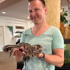 Eine Königspython im Reptisland auf Kreta