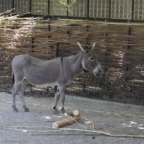 Rostock Zoo (2008)