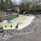 Pinguine im Zoo Eberswalde