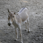 Rostock Zoo (2008)