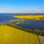 Rapsfelder im Mai 2021 / Prohner Stausee