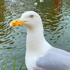 Ausgewachsene Silbermöwe am Hafen Stralsund