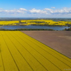 Rapsfelder im Mai 2021 / Prohner Stausee