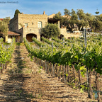 Weinberge und Steinhaus der Agreco Farm