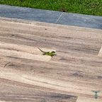 Kleiner Besucher in der Gartenanlage
