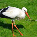 Vogelpark Marlow