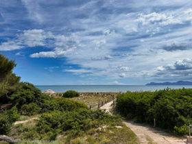 Sandweg durch die Dünen zum Strand der Playa de Muro