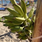 Bananenpflanze direkt am Tsambika Beach
