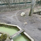 Ein Wolf im Zoo Eberswalde