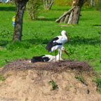 Vogelpark Marlow