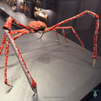 Japanische Riesenkrabbe – Ein Wiedersehen mit meiner Kindheit