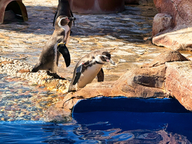 Fröhliche Pinguin-Patrouille