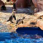 Fröhliche Pinguin-Patrouille