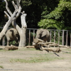 Rostock Zoo (2008)