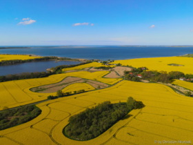 Rapsfelder im Mai 2021 / Prohner Stausee / Strelasund