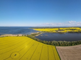 Panoramabild Rapsfelder im Mai 2021 / Prohner Stausee / Strelasund