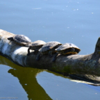 Vogelpark Marlow