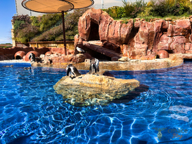 Gelassene Pinguin-Ruheinsel
