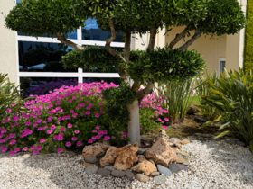 Mediterraner Formschnittbaum und Blütenpracht am Hotel