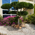 Mediterraner Formschnittbaum und Blütenpracht am Hotel