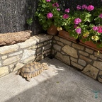 Sonne pur für die Riesenschildkröte im Außenbereich im Reptisland auf Kreta