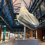 Großer Wal (Präparat)