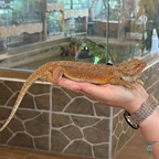 Bearded Dragon im Reptisland auf Kreta