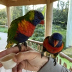 Vogelpark Marlow