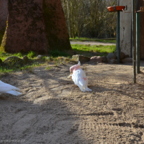 Vogelpark Marlow