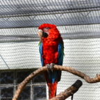 Vogelpark Marlow