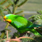 Vogelpark Marlow