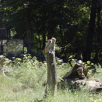 Rostock Zoo (2008)